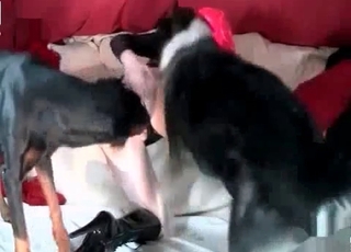 Truly mischievous bitch pokes with ﻿2 doggies