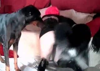 Truly mischievous bitch pokes with ﻿2 doggies