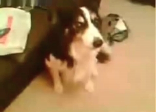 Zoophile receives a assjob from a really horny doggo