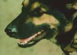 Impressive showcase of sexy dogs