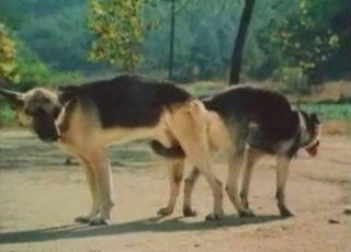 Impressive showcase of sexy dogs