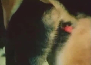 Impressive showcase of sexy dogs