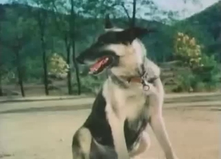 Impressive showcase of sexy dogs