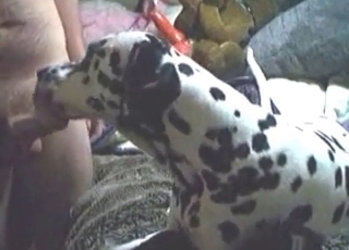 Amateur zoophile having bestiality fun with a dalmatian