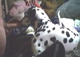Amateur zoophile having bestiality fun with a dalmatian