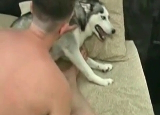 Husky is playing with a slutty girl