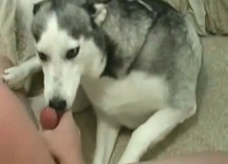 Husky is playing with a slutty girl