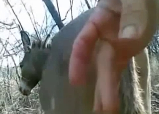 Fuckin' sweet animal ass in doggy pose