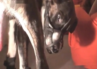 Doggy and red-haired woman in bestiality XXX action