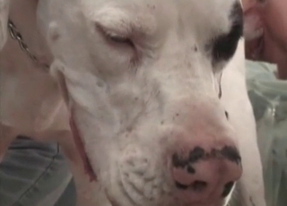 Lovely slut with blonde hair having doggy-style zoophilia