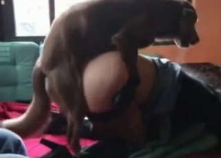 Big ass zoophile and puny dog in the couch