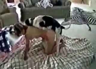 Eelgant girl and messy hound having hook-up