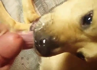 A dude is totally screwing this nice doggo