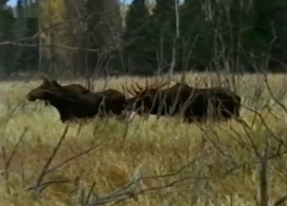 Wild animals are fucking in doggy style