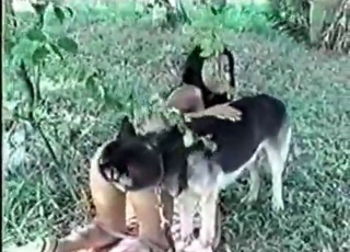 The loose cunny of a slut gets pounded by a doggo