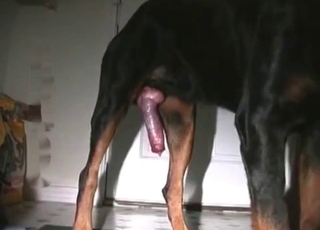 Slutty woman is orally pleasing the meaty boner of a doggy-style