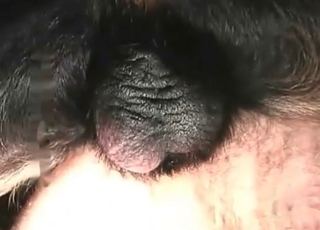 Slutty woman is orally pleasing the meaty boner of a doggy-style