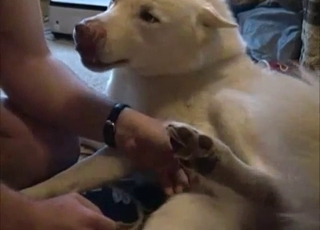 Filthy doggo is left all alone with a nasty zoophile