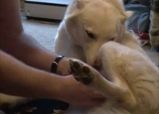 Filthy doggo is left all alone with a nasty zoophile