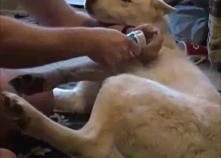 Filthy doggo is left all alone with a nasty zoophile