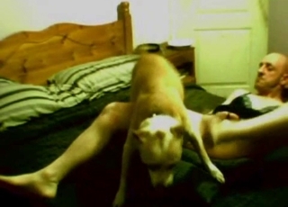 Small doggo is totally banging this tight vag