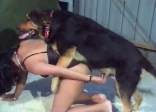 Doggy style bestiality bang-out with a German dog