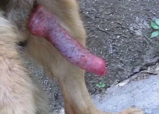 Beautiful doggy dick looks so tasty