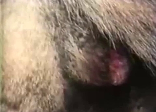 Camels are banging in the doggy style