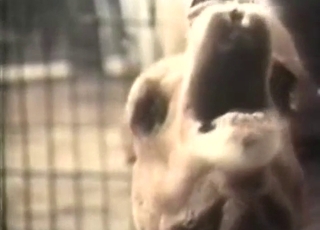 Camels are banging in the doggy style