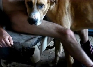 Trained doggies are enjoying bestiality sex