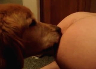 Slutty doggo likes tossing salad on web cam