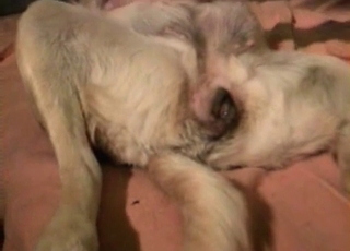 Filthy animal sex with a abnormal trained doggy