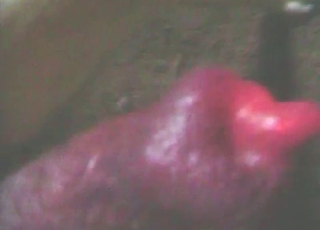 Cute and small crimson cock of a doggy