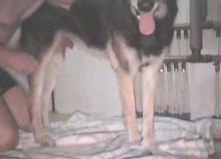 Trained doggy and dude play in the bed