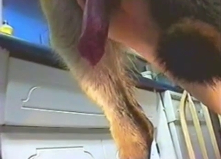 Doggo showing off his impressive cock