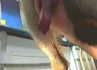 Doggo showing off his impressive cock