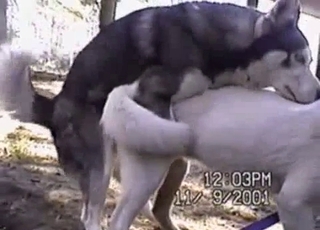 Hardcore sex action with stunning Husky