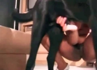 Black Doberman screwing hot babes