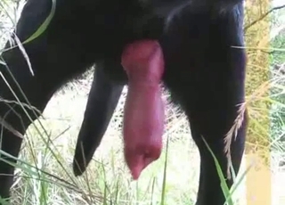 Amazingly insatiable black hound has a large cock