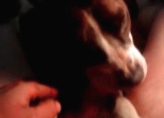Watch how this dog is playing with my cock