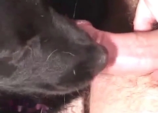 I really want to fuck this dog