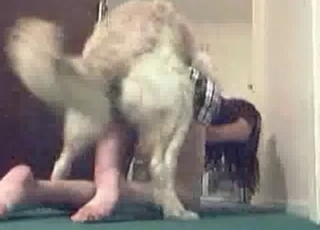 Fast and passionate sex with a dog