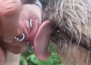 Sexy dog licks my pierced dick on cam