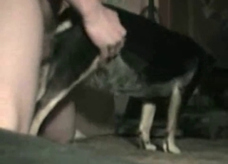 Dude fucking his obedient dog here