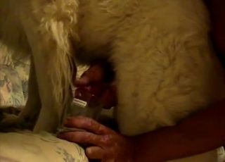 Guy jerks a dog off into the glass