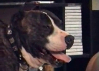 Dog sniffing the hole before fucking it