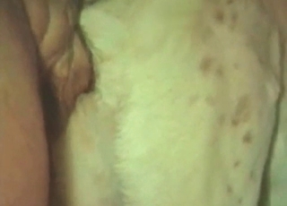 Stunning milky dog fucked hard from behind