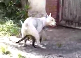 Very kinky small white dog here