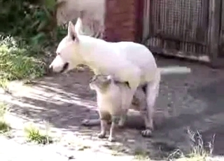 Very kinky small white dog here