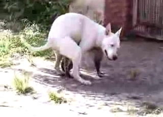 Very kinky small white dog here